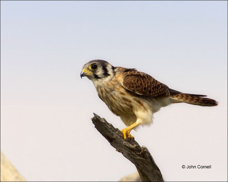 Falcon;Florida;Kestrel;American Kestrel;Falco sparverius;one animal;close-up;color image;nobody;photography;day;outdoors. Wildlife;birds;animals in the wild;Birds of Prey;Curved Beak;Hunter;Hunters;Predator;Predatory;Talon;Talons;Raptor;Raptors;avifauna;feathered;feathers;wilderness;perch;perching;watch;watchful